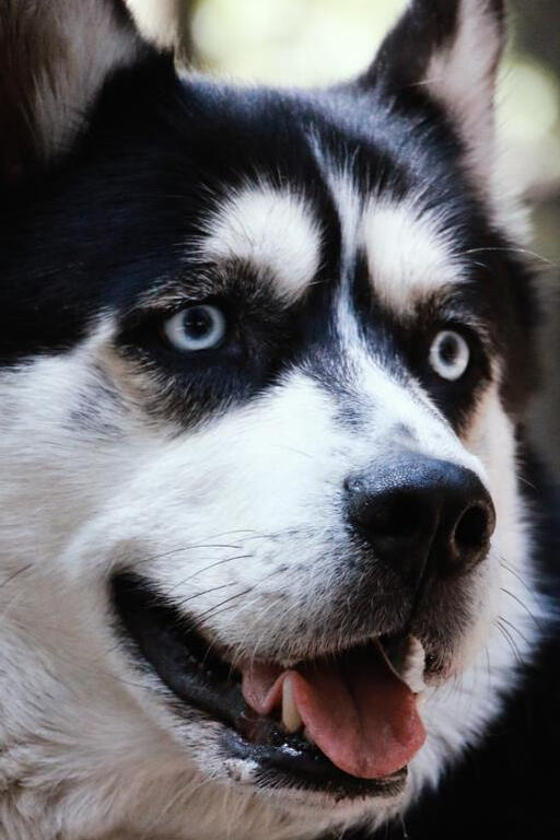 Untitled #huskys